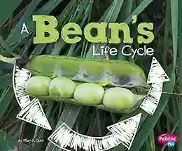 A Bean S Life Cycle (Explore Life Cycles)