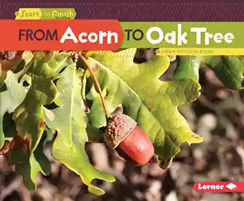 From Acorn To Oak Tree (Start To Finish Second Series)