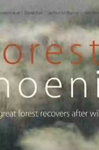 Forest Phoenix: How A Great Forest Recovers After Wildfire