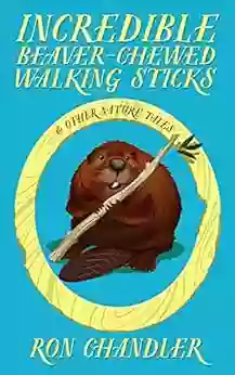 Incredible Beaver Chewed Walking Sticks Other Nature Tales