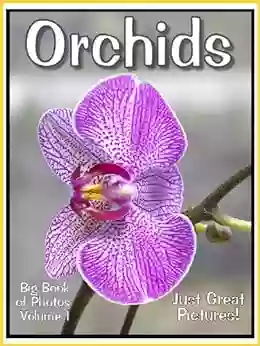 Just Orchid Photos Big Of Photographs Pictures Of Orchids Vol 1