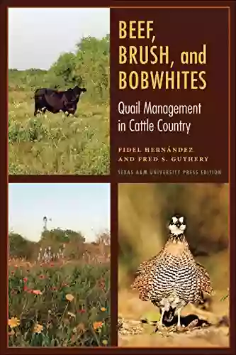 Beef Brush And Bobwhites: Quail Management In Cattle Country (Perspectives On South Texas Sponsored By Texas A M University Kingsville)