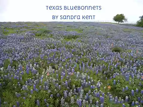 Texas Bluebonnets Sandra Kent