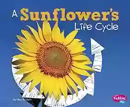 A Sunflower S Life Cycle (Explore Life Cycles)