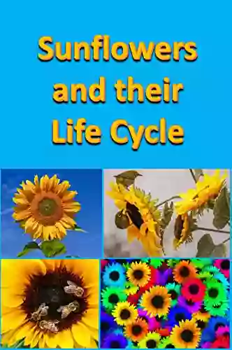 Sunflowers And Their Life Cycle (Plants)