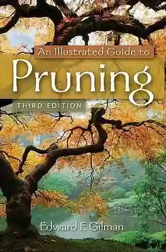 An Illustrated Guide To Pruning