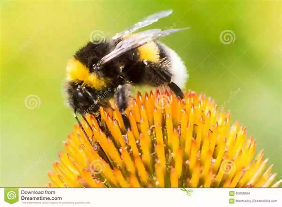 A Beautiful Bumble Bee Collecting Nectar From A Flower Do You See Me Bumble Bee?