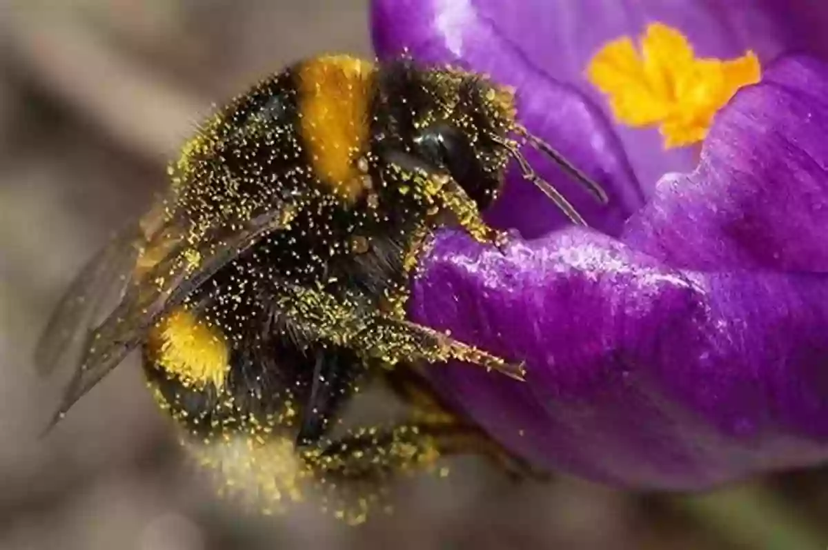 A Bumble Bee Pollinating A Flower Do You See Me Bumble Bee?