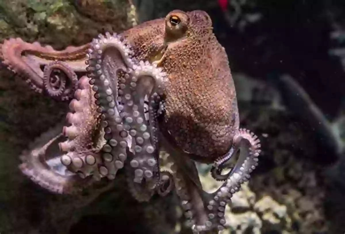 A Clever Octopus Camouflaging And Blending With Its Environment Dinosaurs: Fun Facts Photos Of Animals For Kids (Discover Our Planet Series)