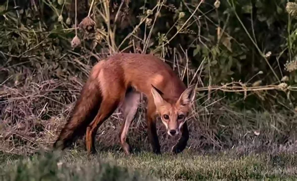 A Cunning And Curious Red Fox In A Forest Sometimes I Feel Like A Fox