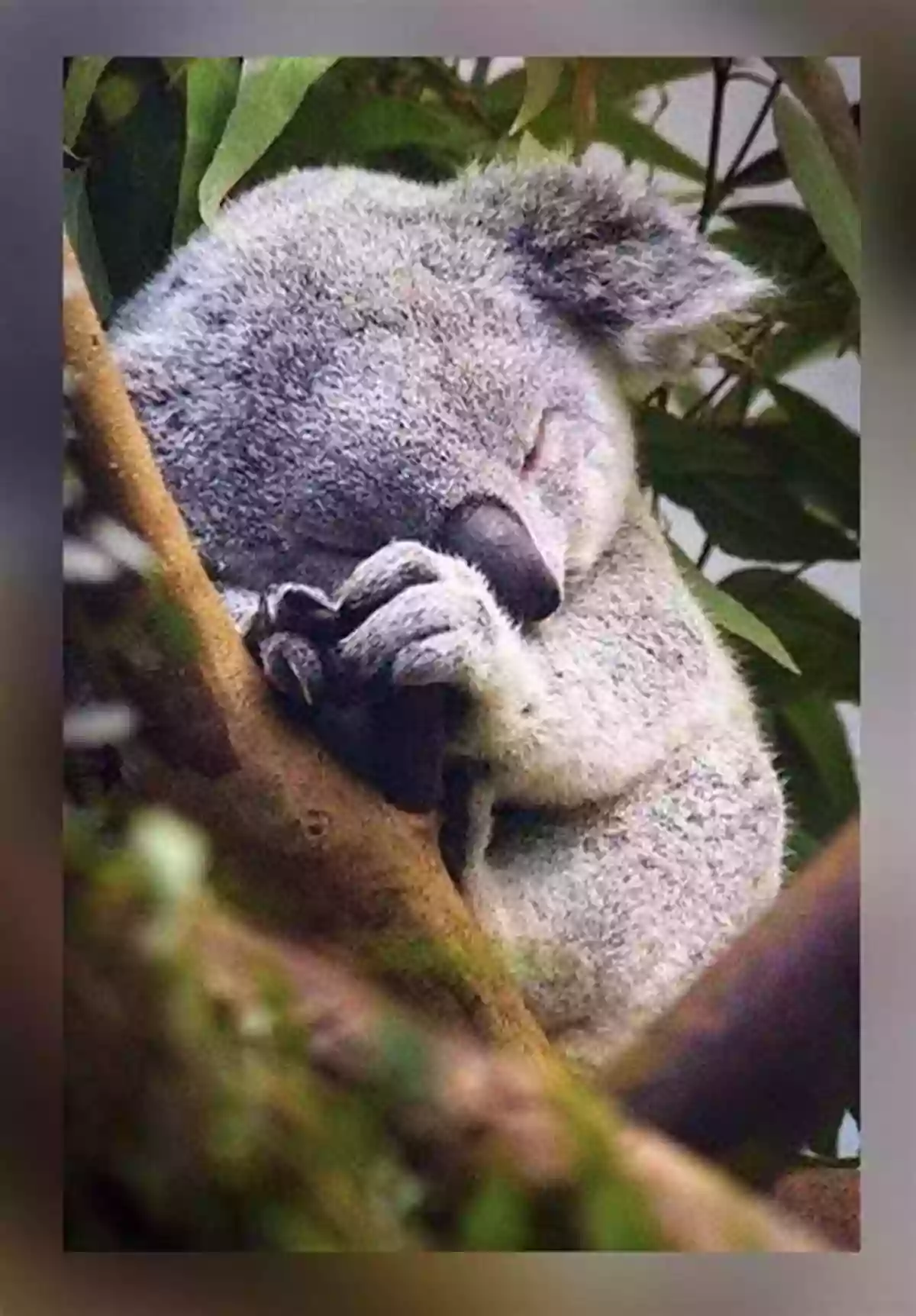 A Cute Koala Sleeping In A Eucalyptus Tree Dinosaurs: Fun Facts Photos Of Animals For Kids (Discover Our Planet Series)