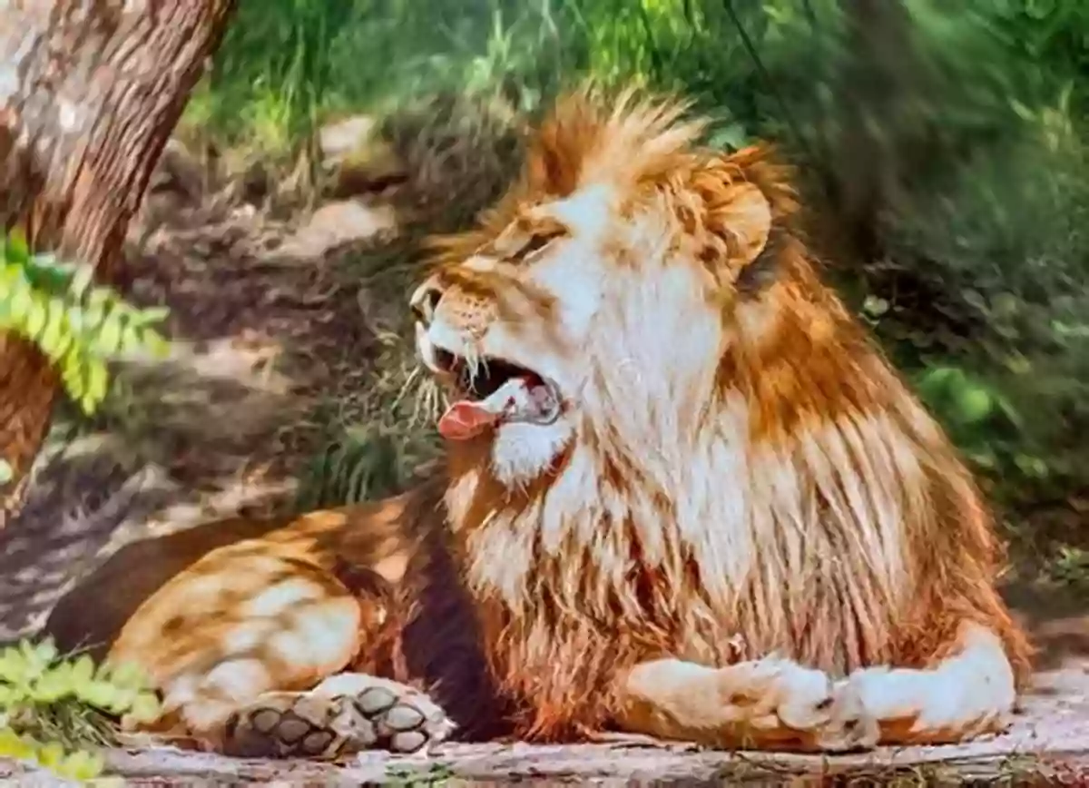 A Powerful Lion Resting In The Shade Dinosaurs: Fun Facts Photos Of Animals For Kids (Discover Our Planet Series)