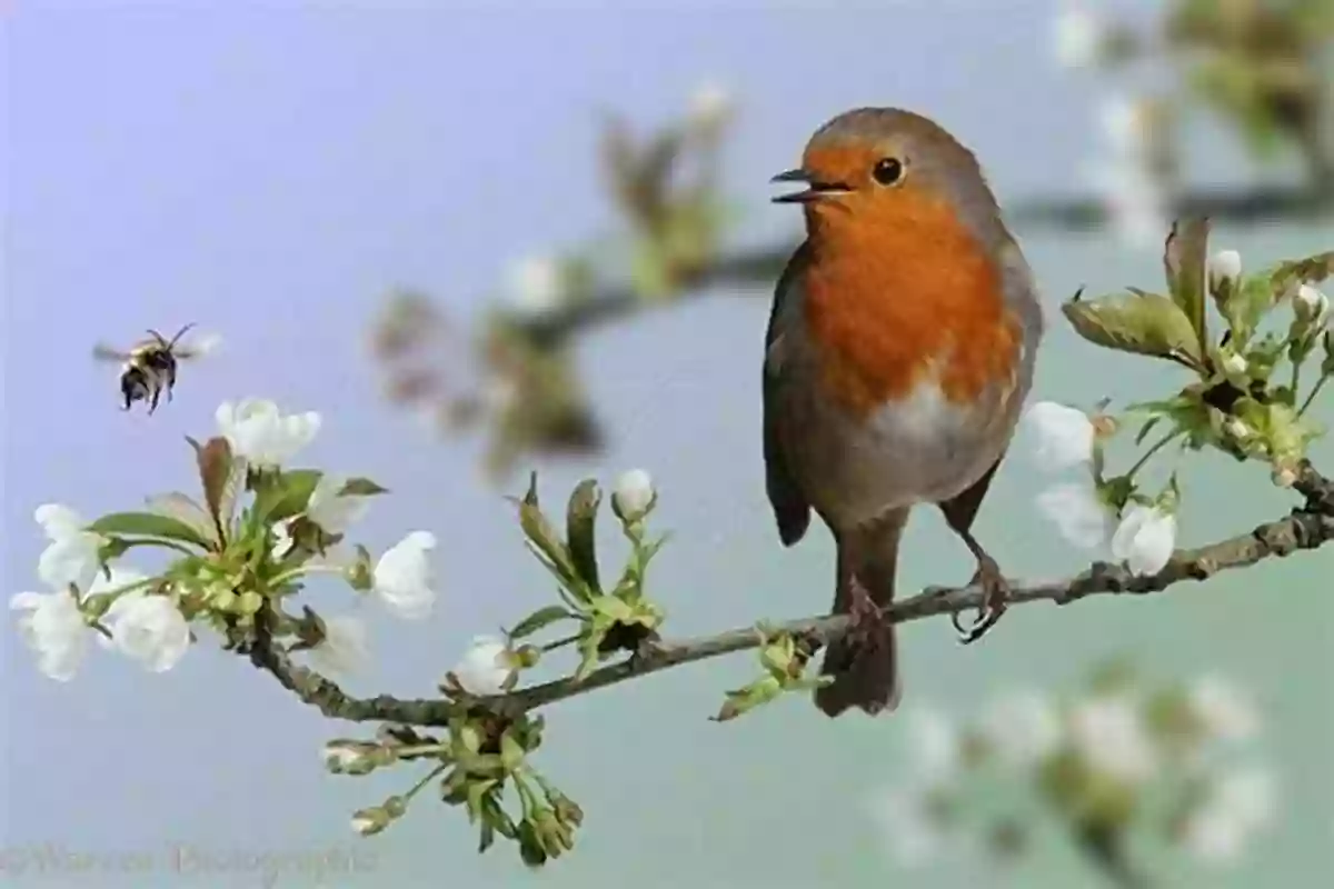 A Beautiful Bird Perched On A Branch, Singing Amidst Blooming Cherry Blossoms Abracadabra It S Spring (Seasonal Magic)