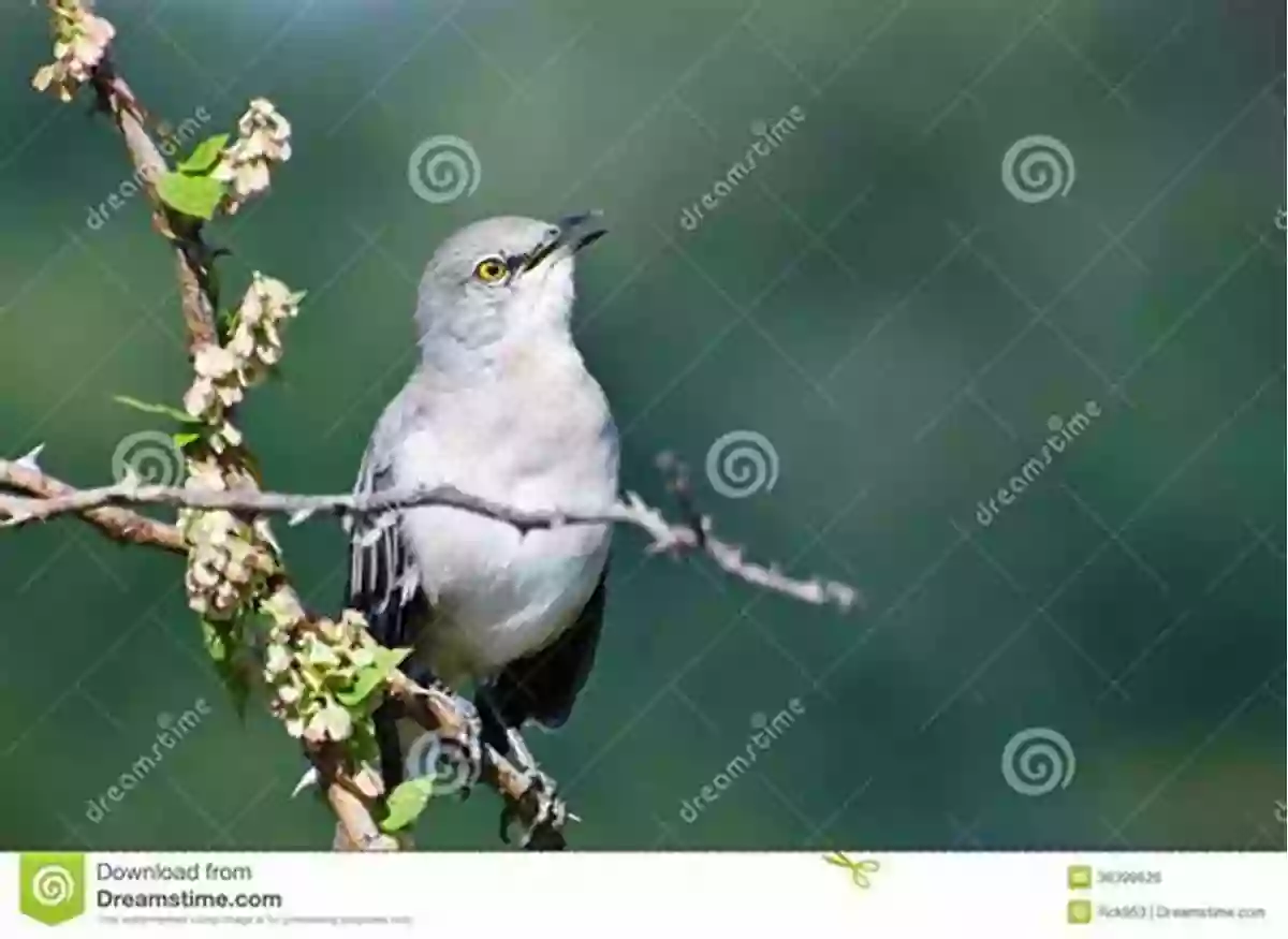 A Beautiful Mockingbird Perched On A Branch, Singing Its Heart Out Song Of The Mockingbird: My Journey With Josefina (American Girl)