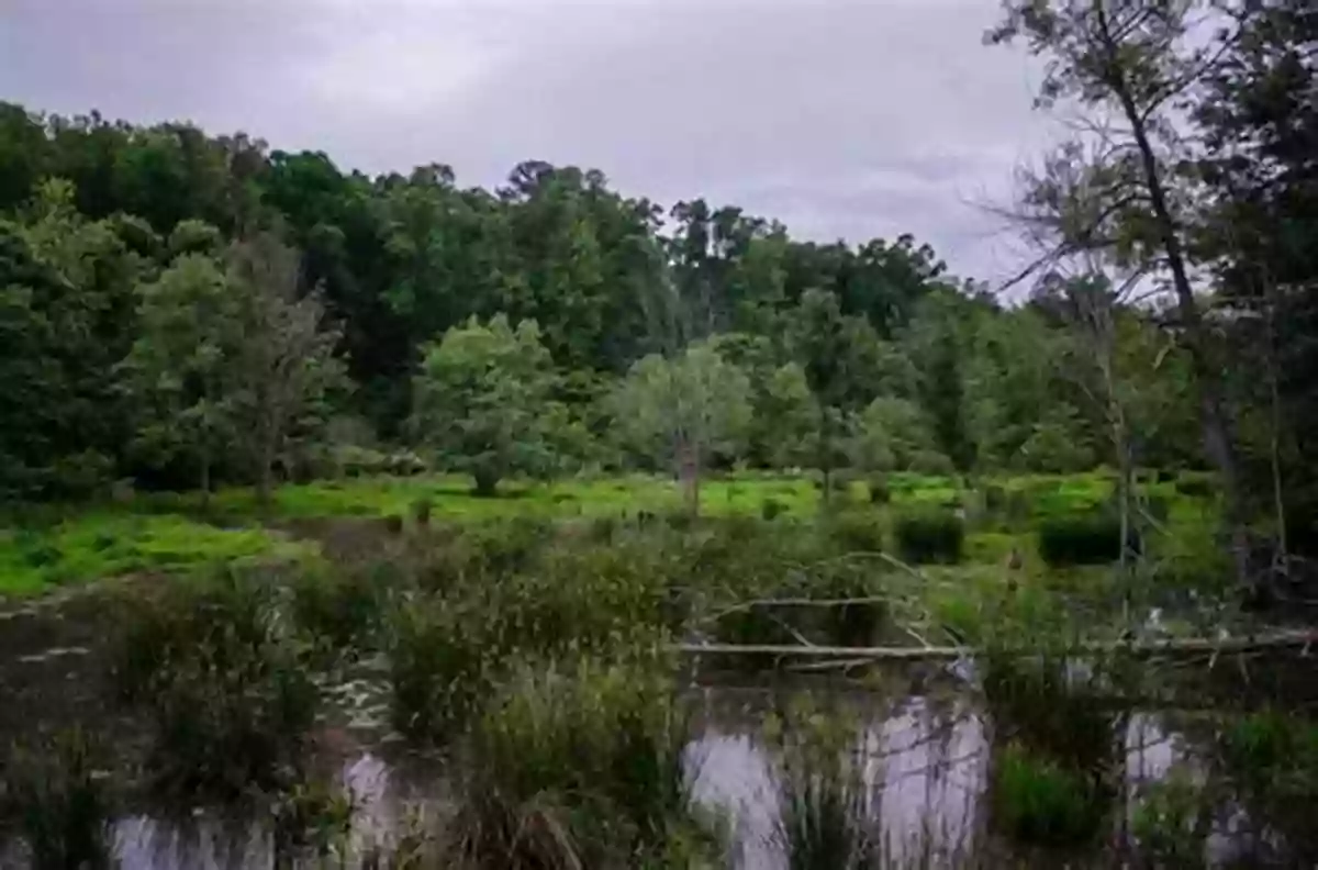 A Beautiful Wetland Area Created By Beaver Dams I Can T Have Bannock But The Beaver Has A Dam