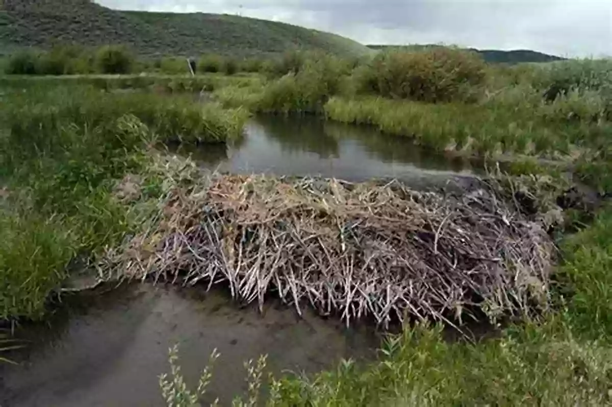 A Beaver Habitat Preserved Through Conservation Efforts I Can T Have Bannock But The Beaver Has A Dam