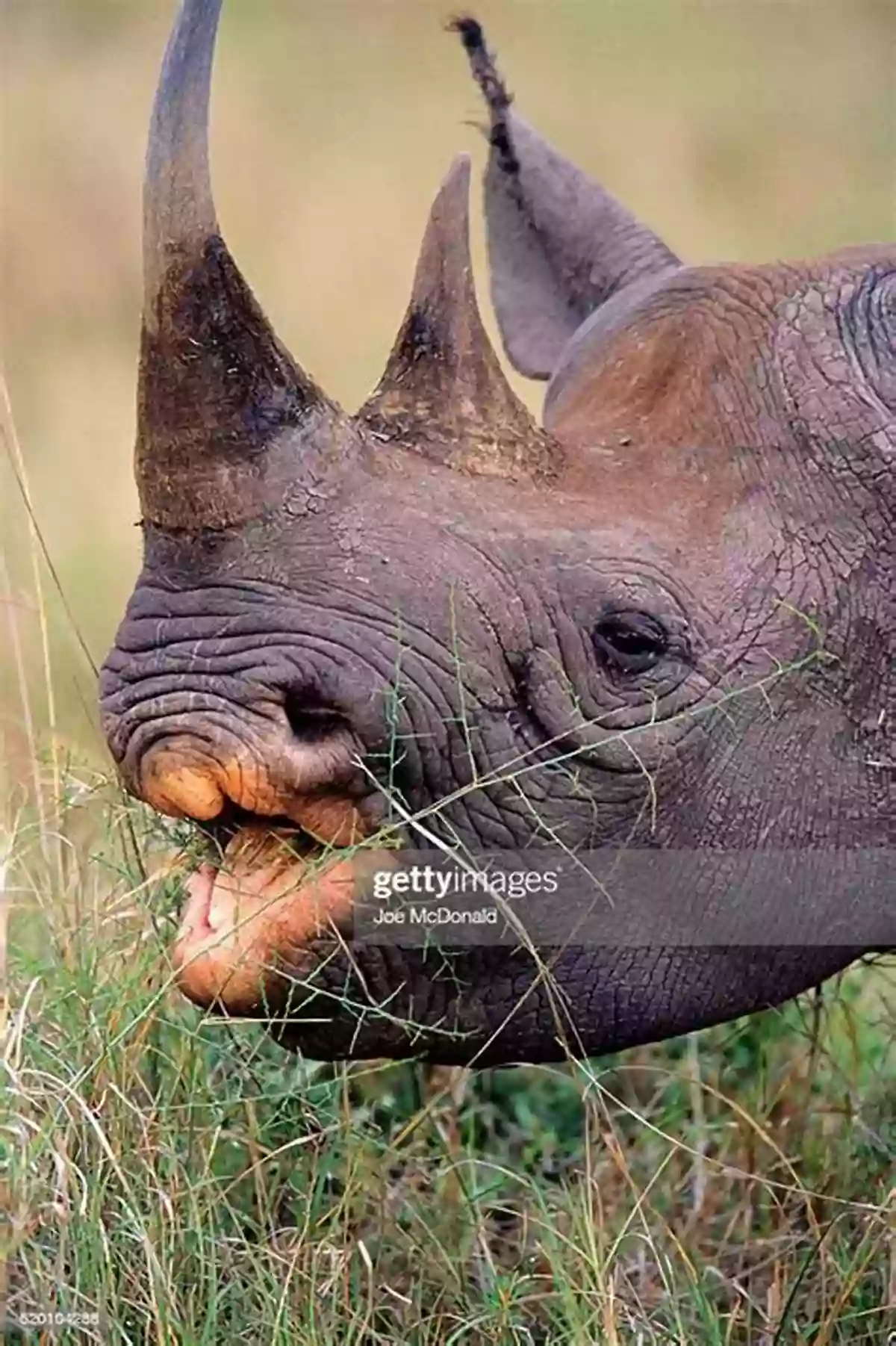 A Black Rhinoceros Grazing The Amazing African Animal Alphabet