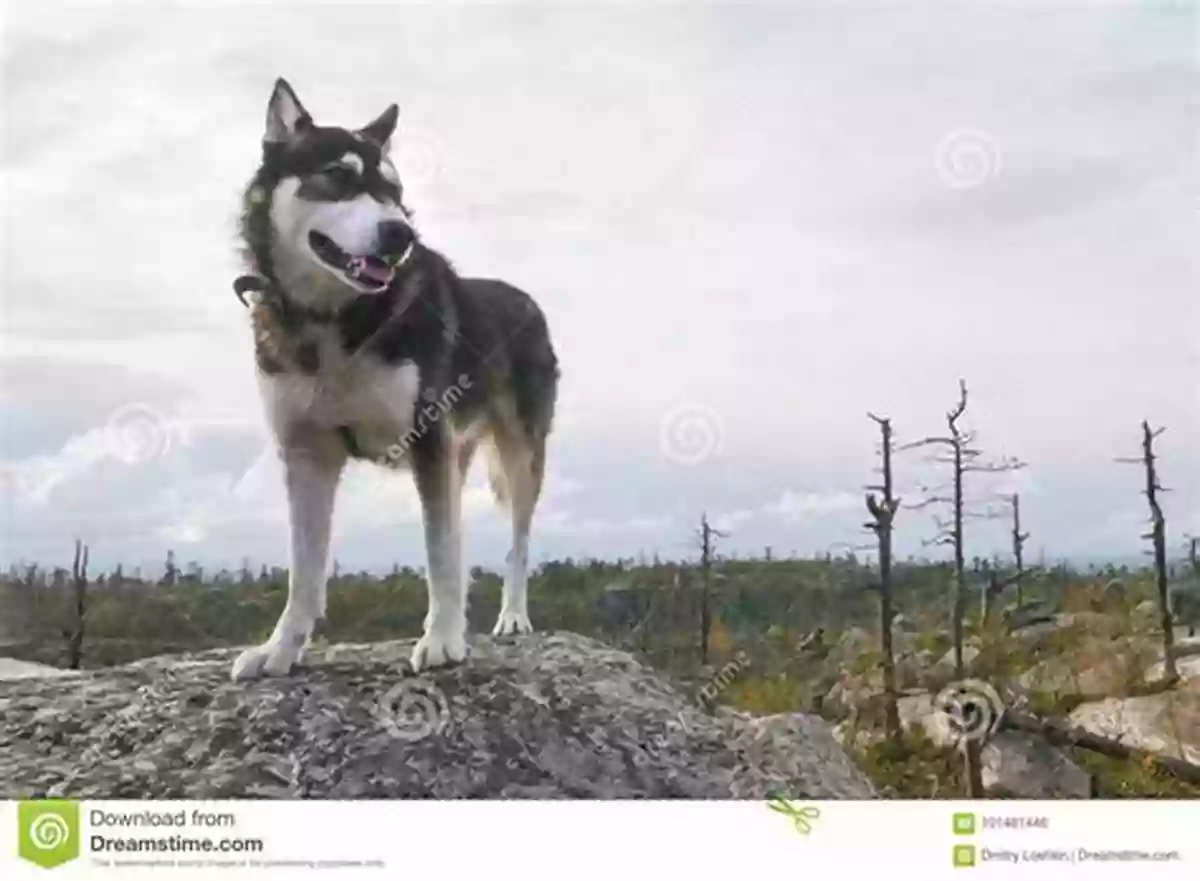 A Brave Husky On A Mountain Peak, Living Its Dreams Of Adventure And Conquering Challenging Terrains. Polar Dogs: Dreams Of Being On Top Of The World (Dog Tales)