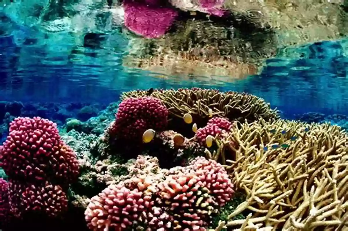 A Breathtaking Image Of A Vibrant Coral Reef Filled With Diverse Marine Life Ocean Seasons Ron Hirschi