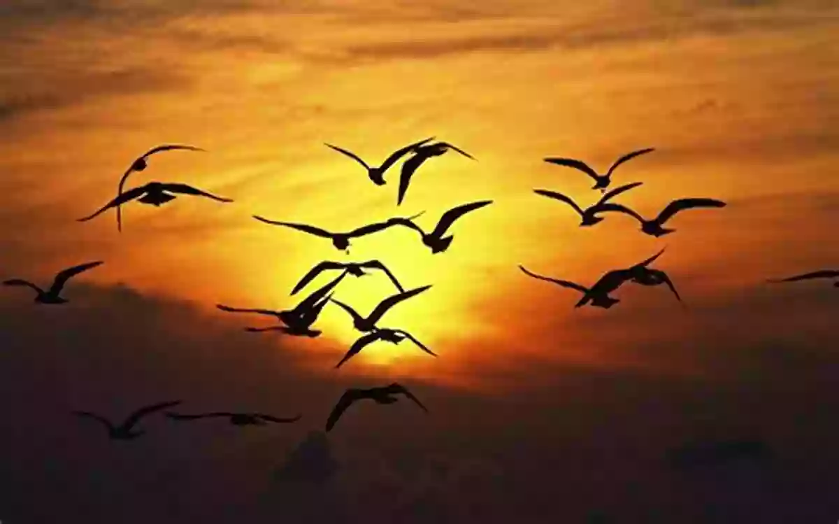 A Breathtaking Sunset With Silhouettes Of Birds Flying Against The Colorful Sky Wild Summer: Life In The Heat