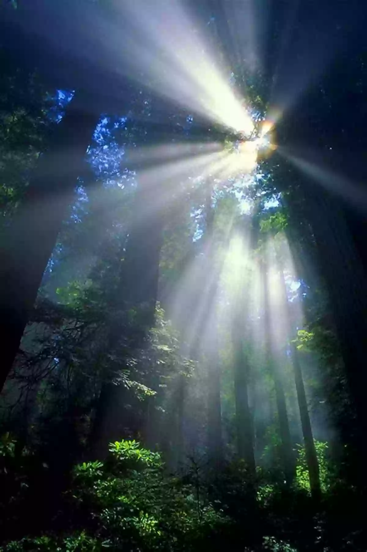 A Breathtaking View Of A Pristine Forest, With Sunlight Filtering Through The Dense Canopy Wild Summer: Life In The Heat