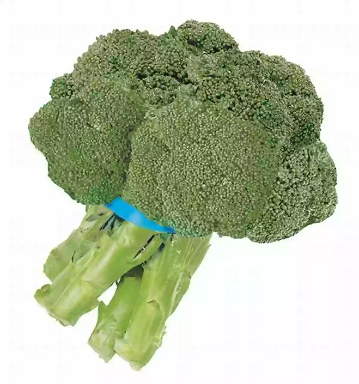 A Bunch Of Fresh Broccoli Ultimate Fun Facts On Fruits Vegetables: 4 Of 4 (Fun Facts On Fruits And Vegetables)