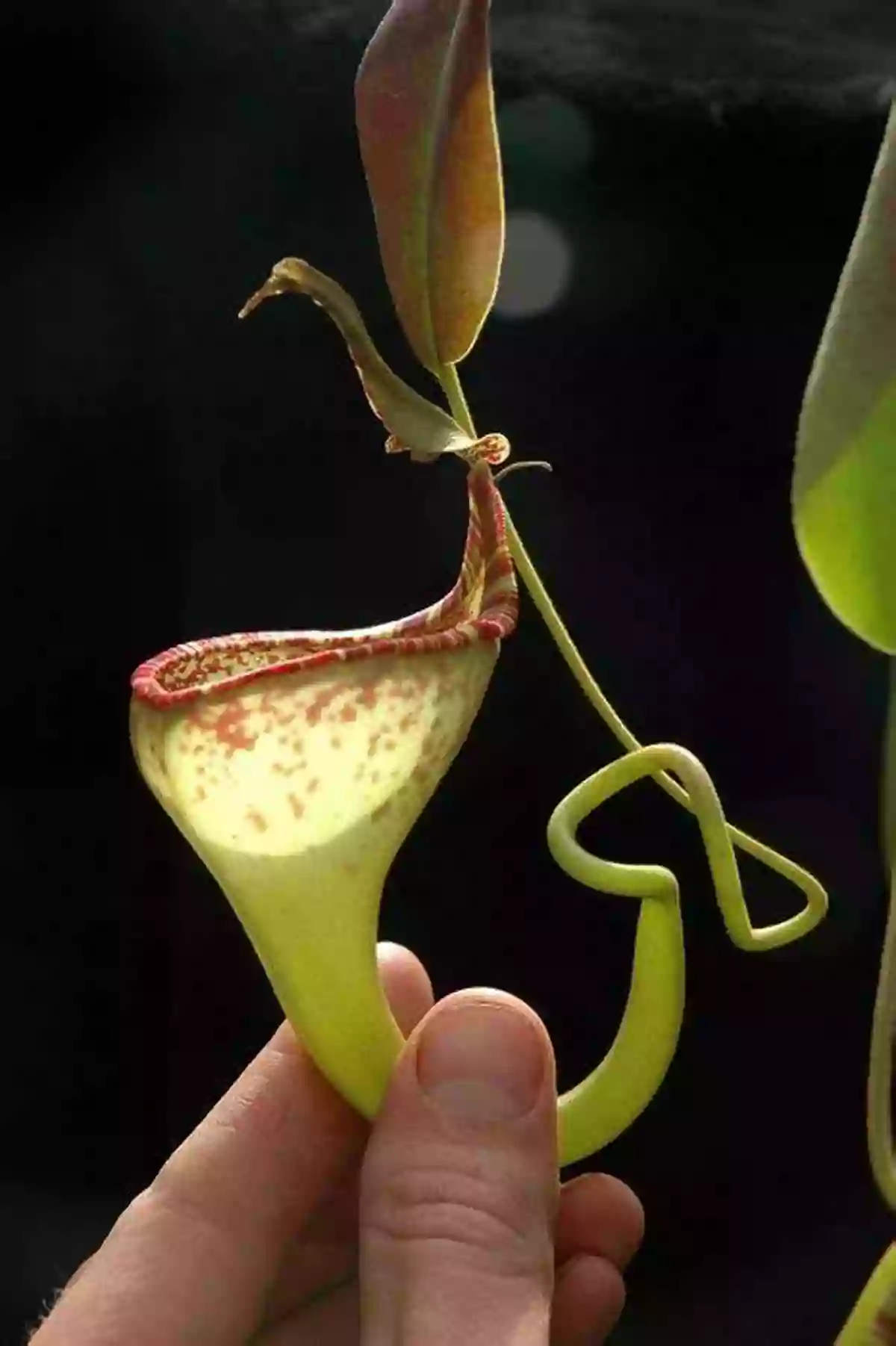 A Captivating Nepenthes Plant With Its Colorful And Attractive Pitcher Shaped Trap Weird Weird Plants (Learn About)