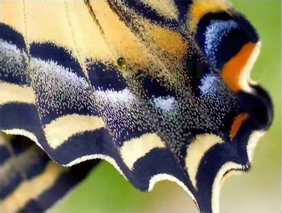 A Close Up Of A Butterfly Resting On A Flower, Showcasing The Intricate Patterns On Its Wings A Walk Through The Forest Of Souls: A Tarot Journey To Spiritual Awakening