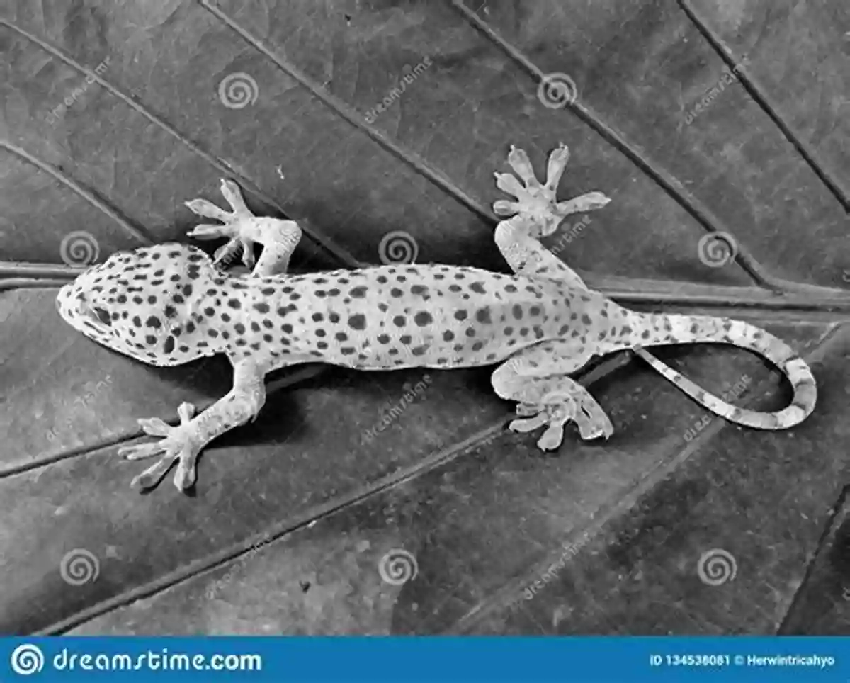 A Close Up Of A Stunningly Colored Gecko Perched On A Vibrant Leaf Lizards (Discover Series) Xist Publishing