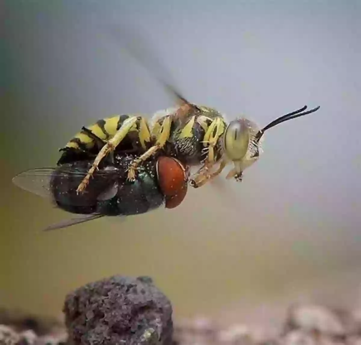 A Close Up View Of A Hunting Wasp Carrying Its Prey THE WORKS OF J H FABRE THE HUNTING WASPS: J H FABRE