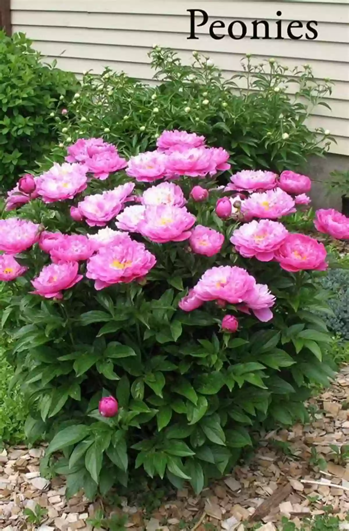 A Colorful Garden Full Of Blooming Flowers Surrounding The Little House Of Hope The Little House Of Hope