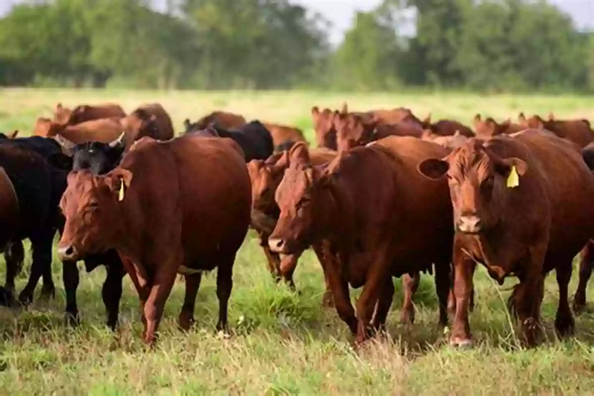 A Cow Grazing In A Field Farm Animals / Animales De Granja (Xist Kids Bilingual Spanish English)