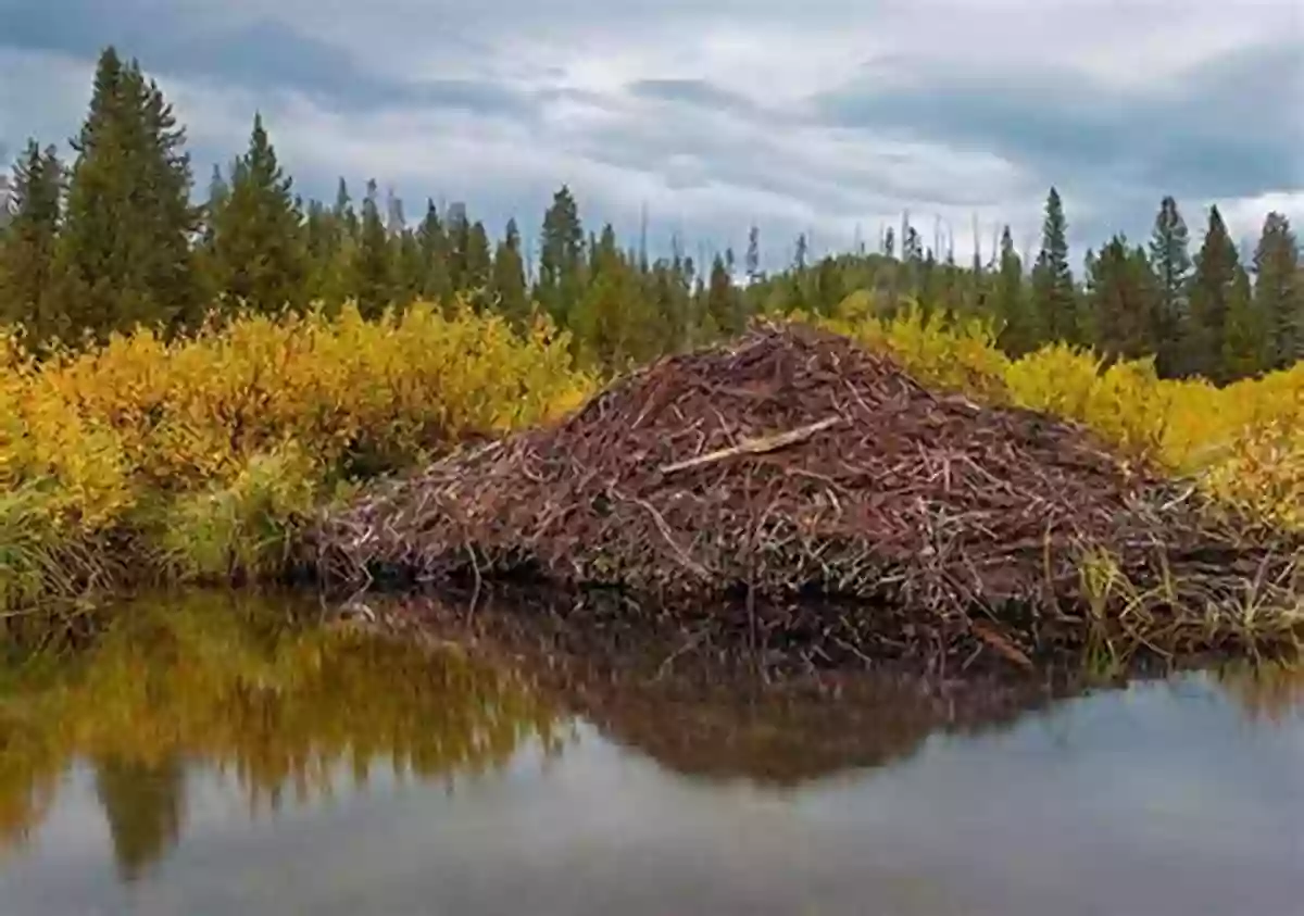 A Cozy Beaver Lodge Nestled Within The Dam I Can T Have Bannock But The Beaver Has A Dam