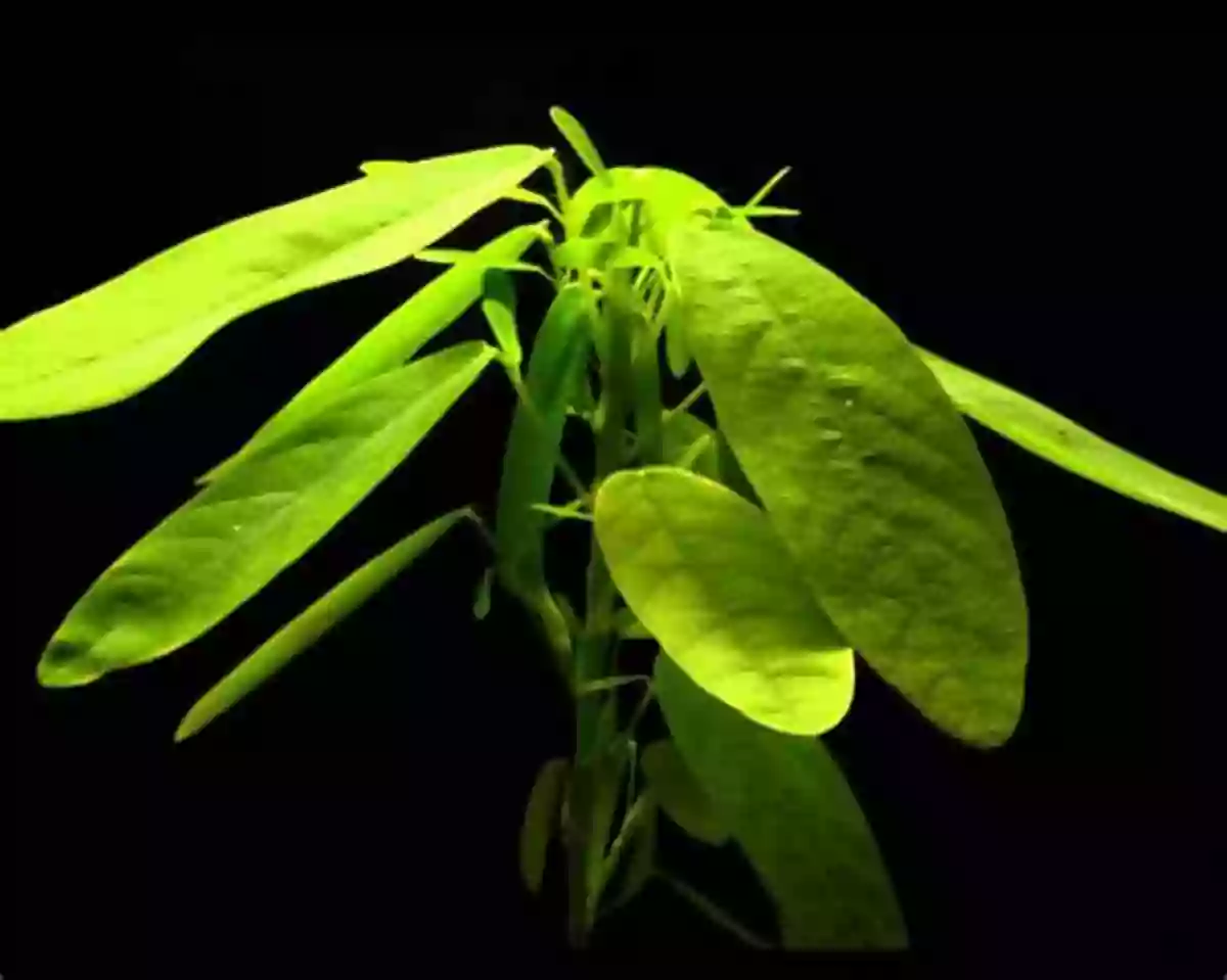 A Curious Codariocalyx Motorius Plant With Its Continuously Moving Leaves Weird Weird Plants (Learn About)