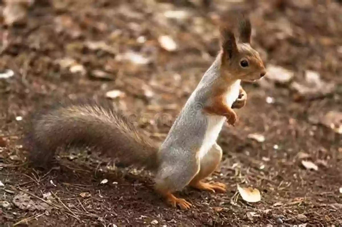 A Curious Squirrel Standing On Its Hind Legs, Exploring Its Surroundings As The Summer Heat Persists Wild Summer: Life In The Heat