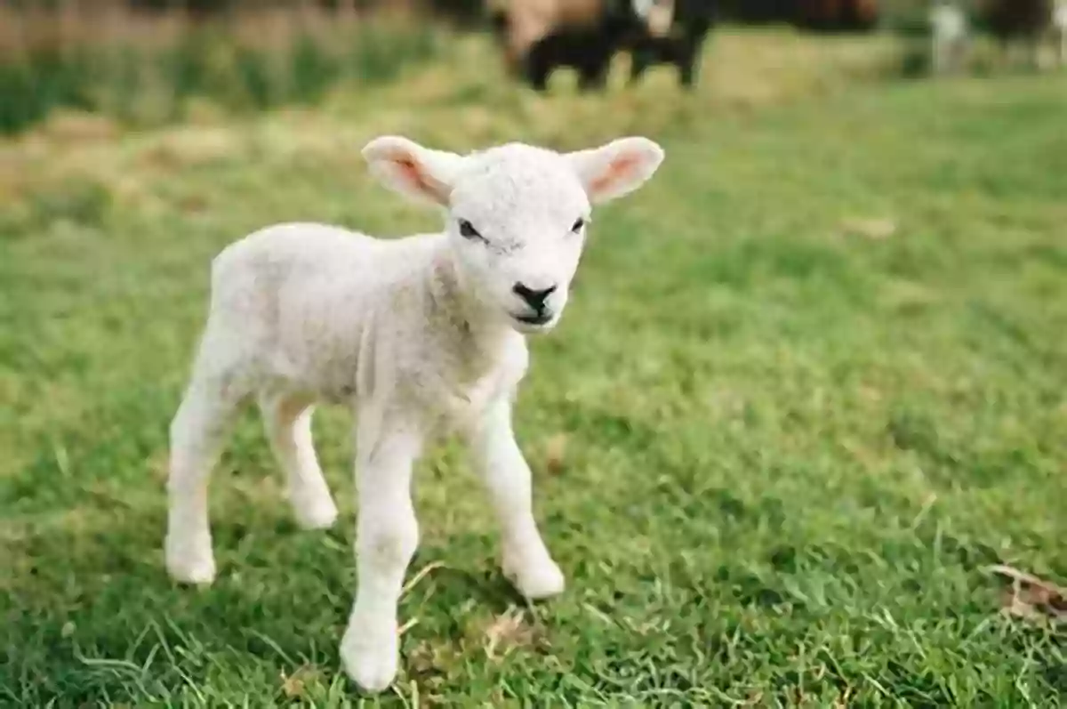 A Cute Baby Lamb Standing Next To Its Mother, Symbolizing New Life In The Spring What Can I See In The Spring? (The Seasons)