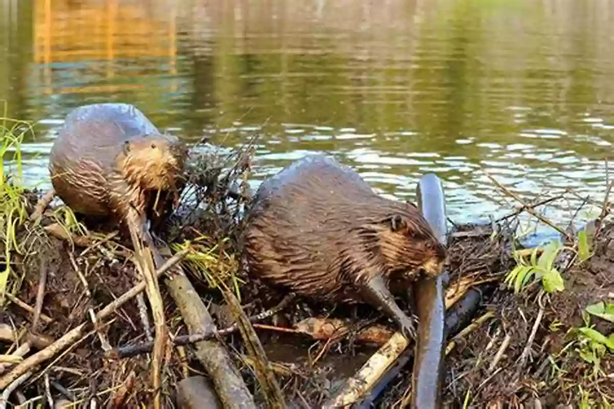 A Diligent Beaver Constructing A Dam With Precision I Can T Have Bannock But The Beaver Has A Dam