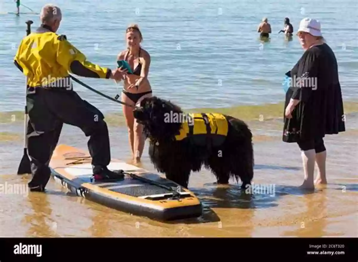 A Dog Enjoying A Sunny Day With Its Owner How To Make A (about My Dog)