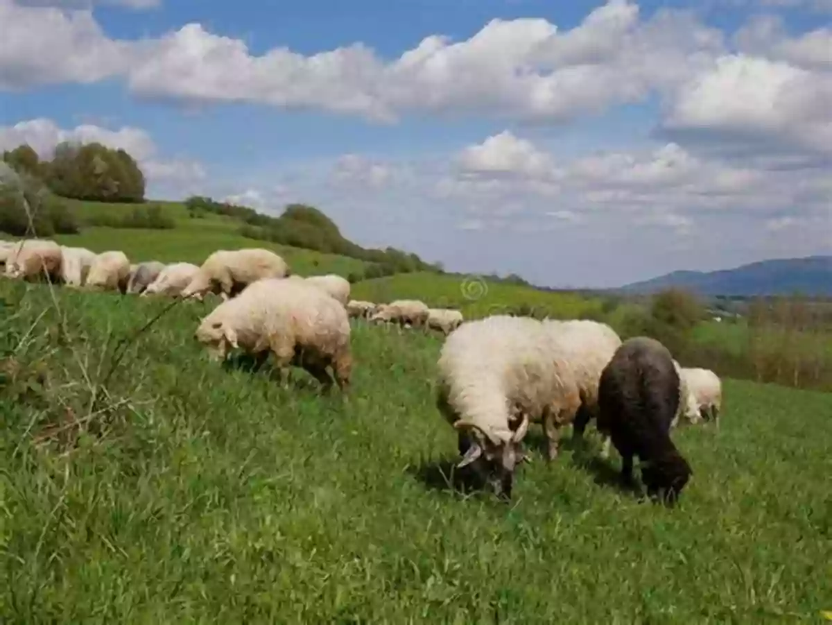 A Flock Of Sheep Grazing In A Meadow Farm Animals / Animales De Granja (Xist Kids Bilingual Spanish English)