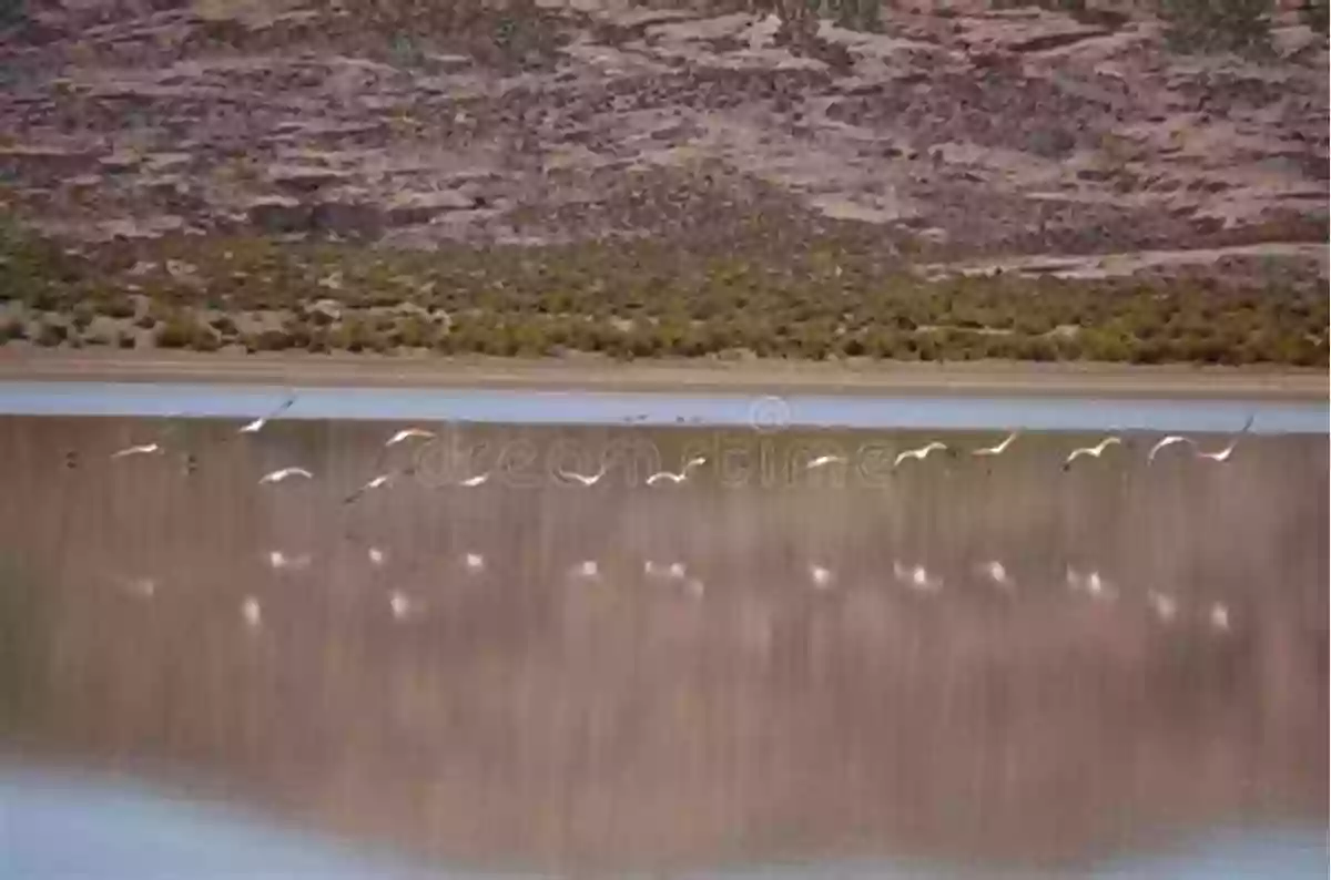 A Flock Of Vibrant Birds Chirping In Lush Green Surroundings A Place For Birds (A Place For 2)