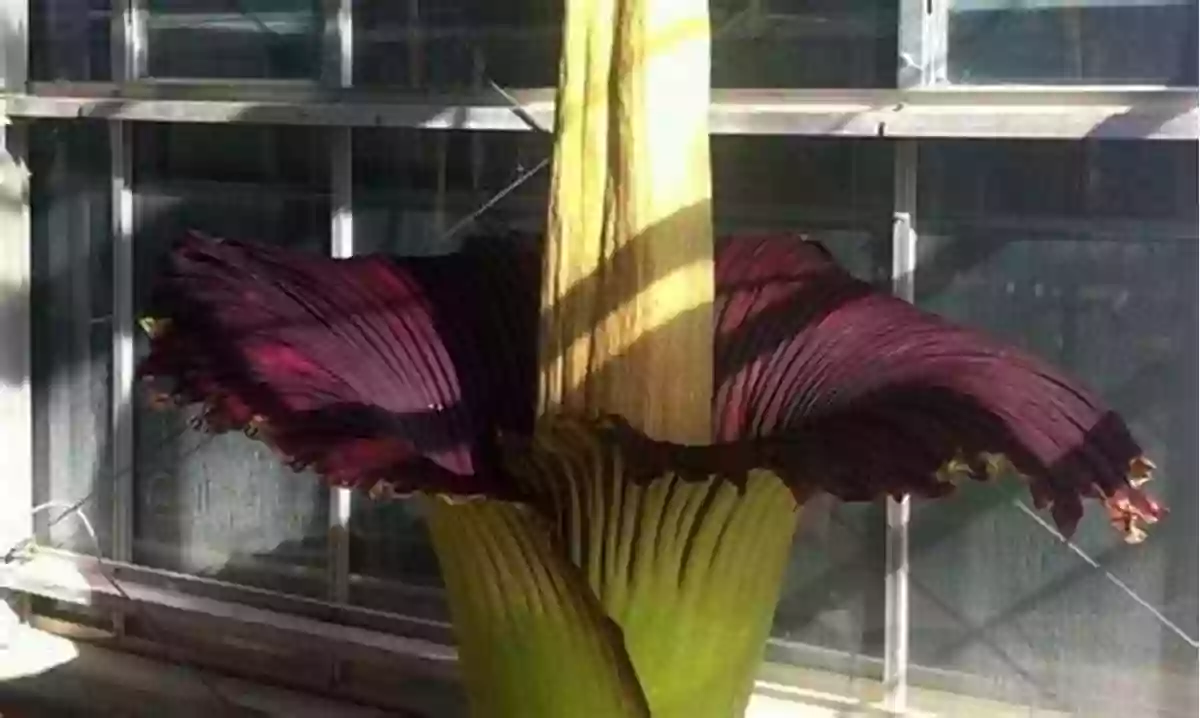 A Fully Bloomed Corpse Flower Emanating A Nauseating Smell Scary Plants (Smithsonian) Janet Lawler