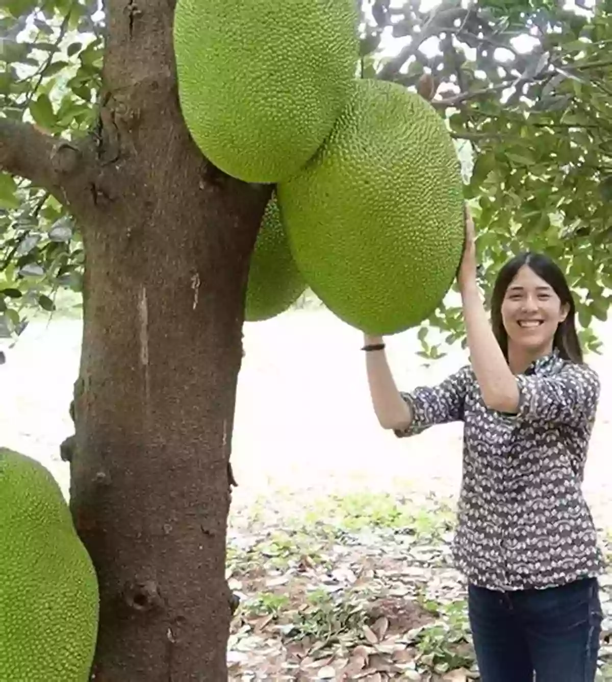 A Giant Jackfruit That Weighs Over 80 Pounds Ultimate Fun Facts On Fruits Vegetables: 4 Of 4 (Fun Facts On Fruits And Vegetables)