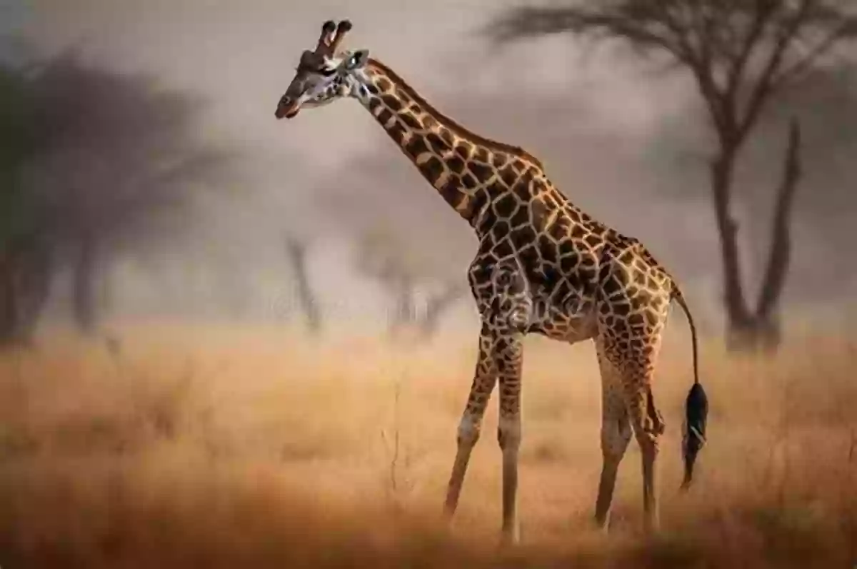 A Giraffe Stretching Its Long Neck The Amazing African Animal Alphabet