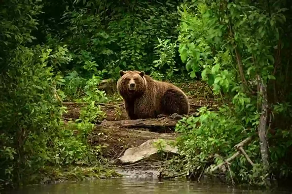 A Group Of Brown Bears Exploring A Beautiful Forest Landscape Arabellas Adventures: The Big Bear Rescue (Brown Bear Adventure S 1)