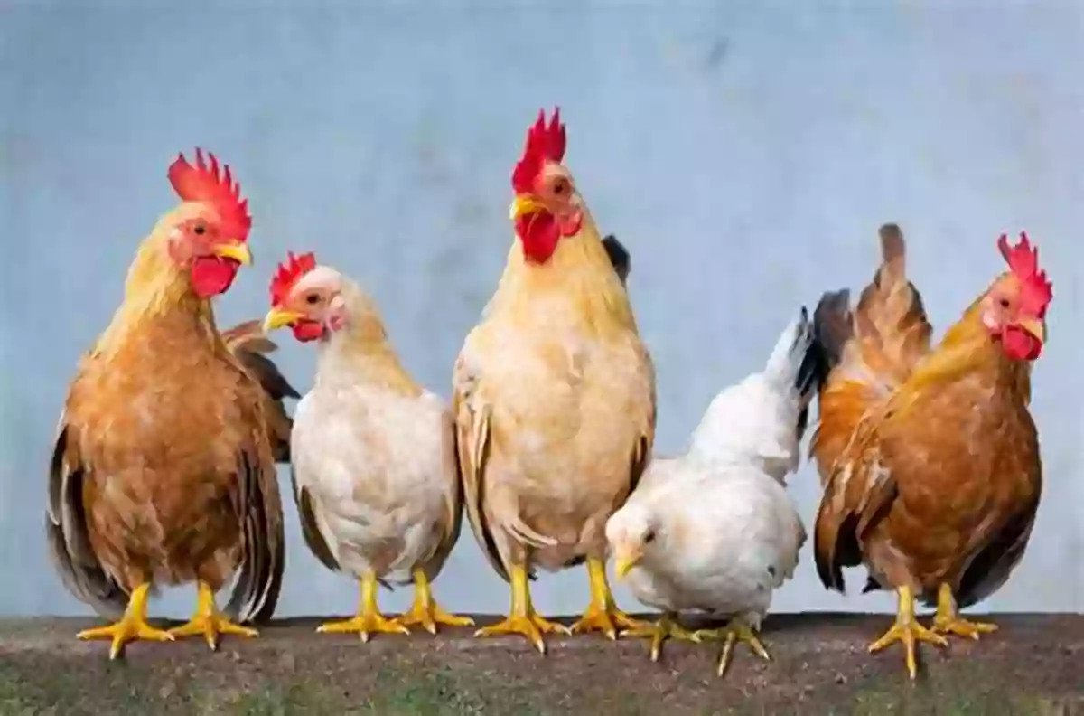 A Group Of Chickens On A Farm Farm Animals / Animales De Granja (Xist Kids Bilingual Spanish English)