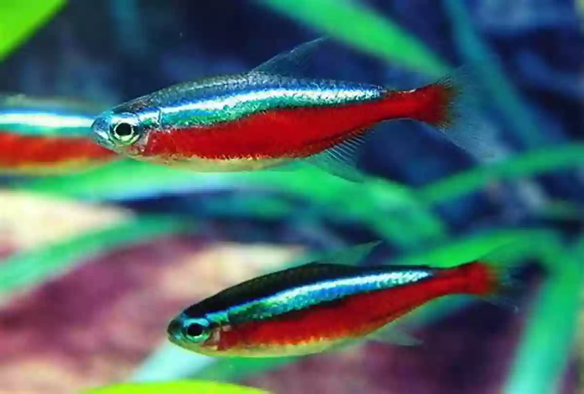 A Group Of Neon Tetras Showcasing Their Vibrant Colors Ten Swishy Fish (Bite Size For Beginning Readers 2)