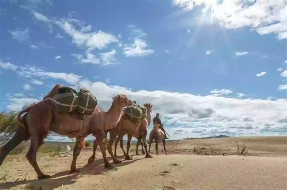 A Group Of Nomadic Herders Guiding Their Camels Through The Vast Desert The Central Asian Arabs Of Afghanistan: Pastoral Nomadism In Transition