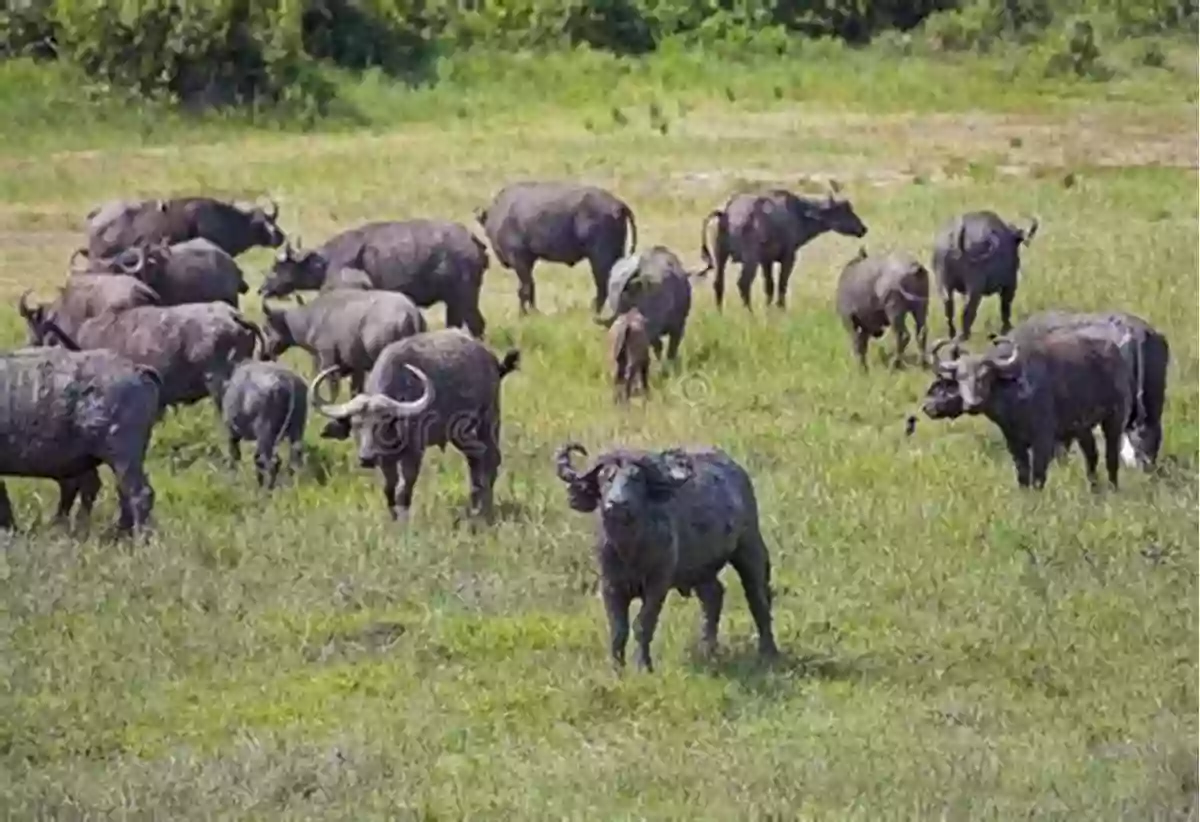 A Herd Of Buffalos Grazing In The African Wilderness My Little African Counting Book: Learn To Count On Safari (My Little African 1)