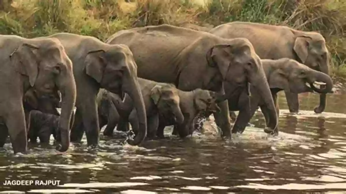 A Herd Of Elephants Roaming Through The Picturesque Red Dunes Of The Kalahari Desert The Living Deserts Of Southern African