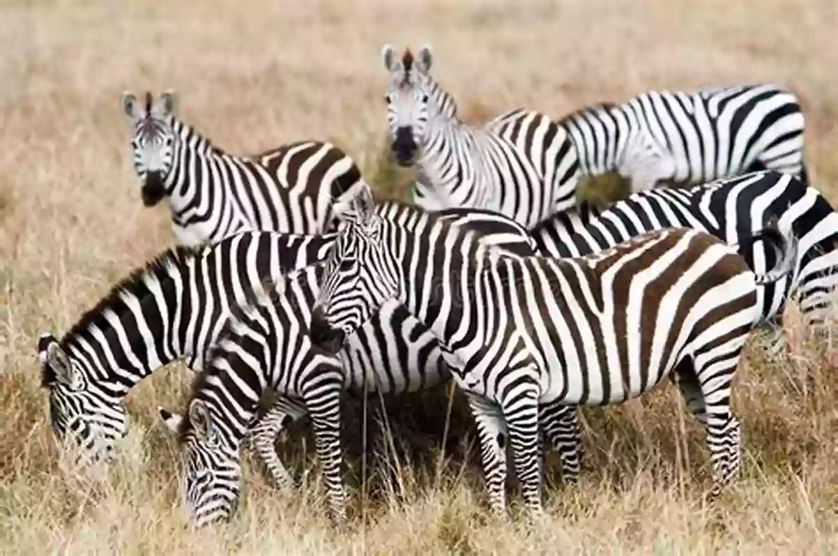 A Herd Of Zebras Grazing The Amazing African Animal Alphabet